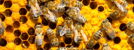 οι μέλισσες στη Κύπρο