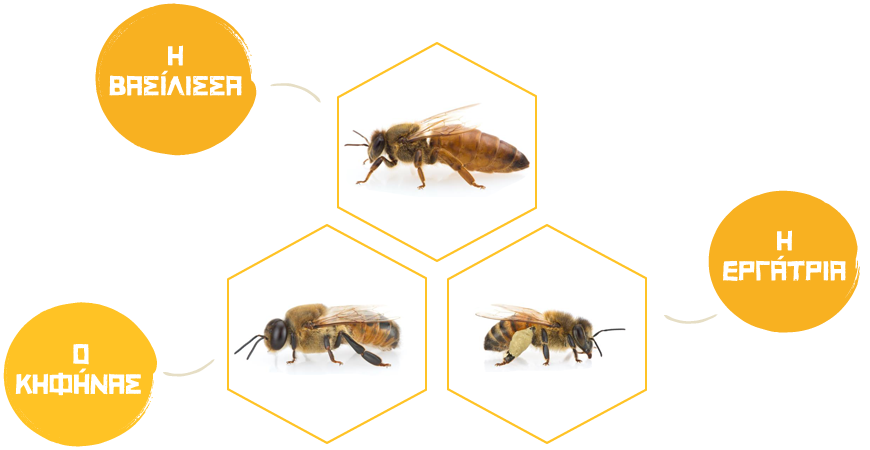 κοινωνία της μέλισσας