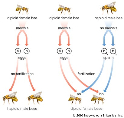 η αναπαραγωγή των μελισσών