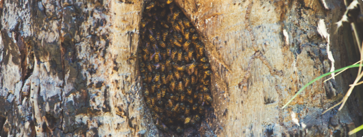 μέλισσες στη κύπρο